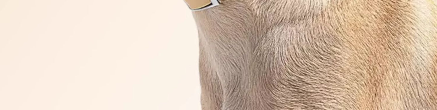 Bungee Fish Dog Toy Food Dispensing Ball Self-Entertainment Teeth Grinding Durable Sound Ball for Small and Large Dogs Pet Supplies