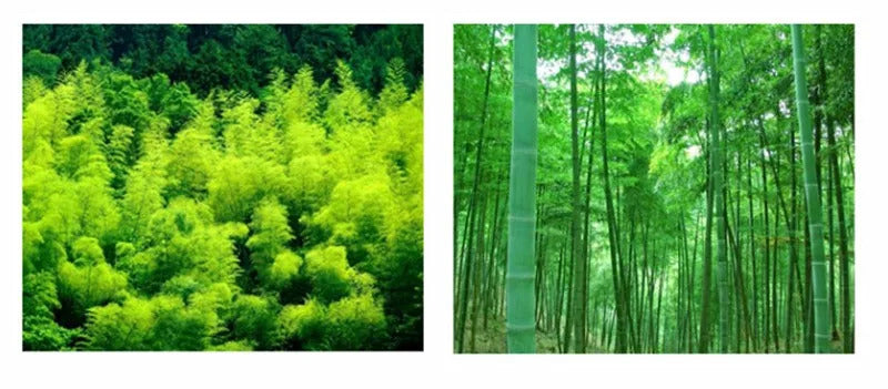 Large Capacity Water Storage Bamboo Tray Delicate Round Tea Board Chinese Tea Set Trays Decorative Traditional Tea Accessories